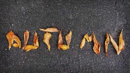 Word AUTUMN on asphalt of yellow leaves. Abstraction of autumn. The concept of autumn.の写真素材