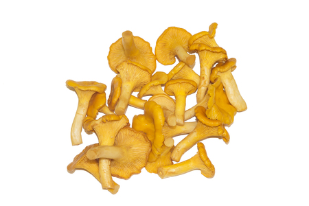 Chanterelle mushrooms isolated on a white background. Close up.の写真素材