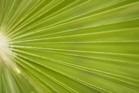 Palm branch texture macro background closeupの写真素材