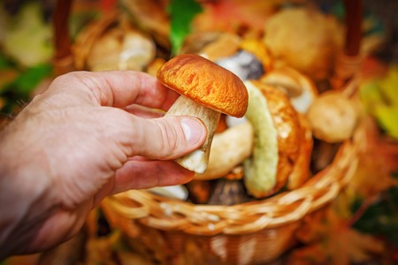 man collects mushrooms to basket in autumn forest close-up. Autumn harvest of mushroomsの写真素材