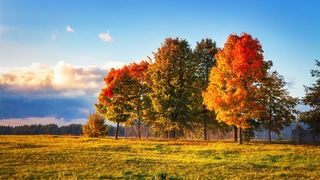 Autumn landscape. Colorful trees in park. Fall scene in the evening.の写真素材
