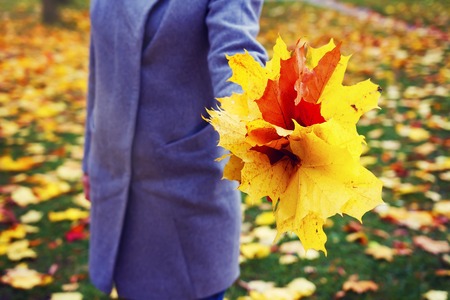 Colorful leaves in hand of young girl at autumn park closeup. woman with yellow and red leaves against fall in park.の写真素材