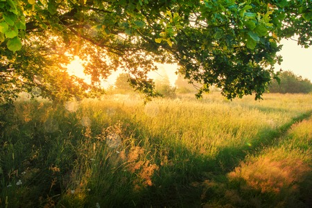 Spring nature in the sunny morning. View on spring meadow from under green tree. Beautiful sunbeams through branchesの写真素材