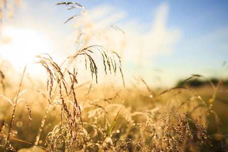 Golden meadow under blue sky with blurred bokeh