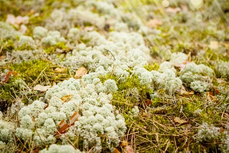 Moss on the ground in the spring forest. Natural forest backgroundの写真素材