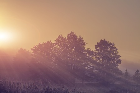 Spring morning nature landscape on sunrise. Sunrays through trees. Trees on misty spring meadow under sunlight. Summer nature.の写真素材