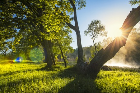 Perfect summer landscape on green nature with sun backlight through tree trunk on clear warm day. Green trees on river bank with fog over surface of water. Clean sunny day on outdoor natureの写真素材