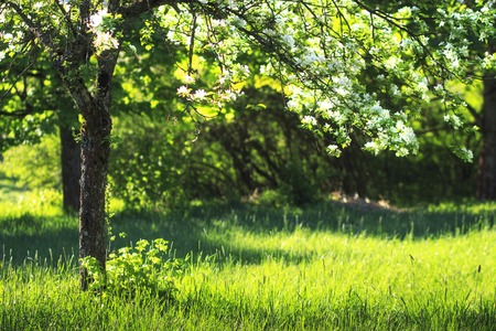 Green blossoming apple trees in summer orchard background