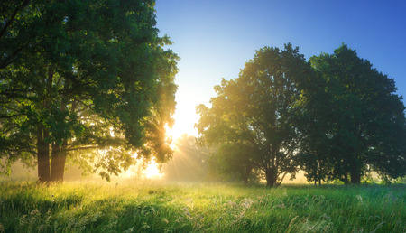 Summer vibrant landscape of morning nature with bright sunlightの写真素材