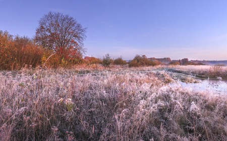 Autumn nature landscape with hoarfrost on grass in the november morning with clear blue sky. Red leaves of tree falling on cold ground. Wild autumn nature in Belarus. Fallの写真素材