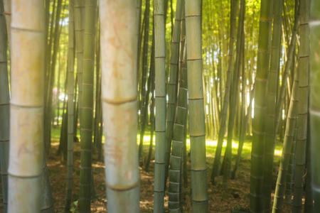 Bamboo trunks. Bamboo forestの写真素材