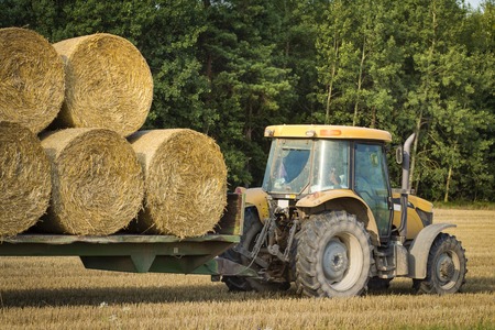 An agricultural tractor moves a bales of hay in a trailer on the field after harvesting grain cropsの写真素材