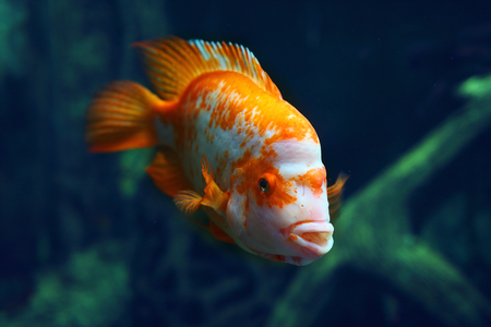 Goldfish colorful in blue dark water at depth. Colorful fish in the blue sea, aquarium, ocean....