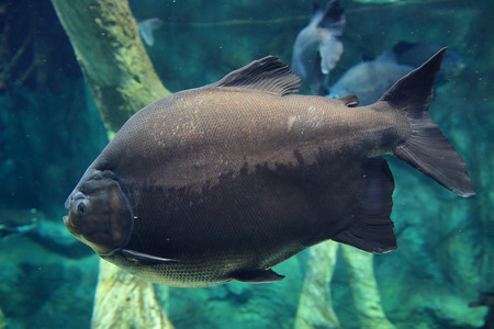 Gray big fish deep in the blue sea under water. Underwater world of the ocean, marine life, fish in the aquarium, blue water, under water.の写真素材