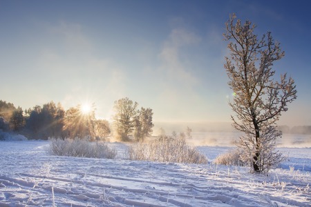 Winter landscape at sunrise in clear morning. Hoarfrost on trees and plants. Calm sunny day in frost winter. Bright sunrays through tree. Foggy and frosty nature. Vivid sun and blue sky. Christmasの写真素材
