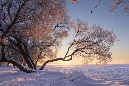 Amazing winter nature landscape at colorful sunset. Tree with hoarfrost in warm sunlight. Foggy and frosty evening with bright sun. Calm winter nature. Fog and frost in evening with clear blue skyの写真素材