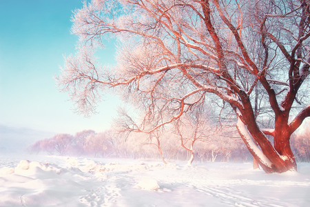 Scenic winter background. Snowy frosty tree on bright sunny day. Natural scene after snowfall. Hoarfrost on the branches of trees. Christmas theme. Snow-white nature.の写真素材