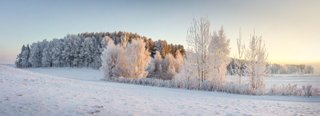 Panorama of winter nature landscape. Panoramic view on frosty trees on snowy meadow in morning with warm yellow sunlight. Christmas background. Xmas time. Wonderful winter.の写真素材