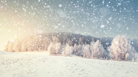 Idyllic winter landscape in snowfall. Christmas and New Year time. Snowflakes fall on snowy meadow with frosty trees. Perfect winter scenery. Xmas nature background with sunlightの写真素材