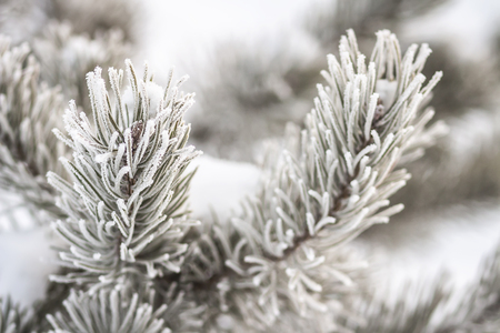 Christmas background. Christmas tree branch with hoarfrost. Frosty plantsの写真素材