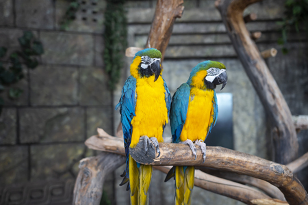 Ara ararauna. Two Blue-yellow macaw parrots on tree branch. Ara macao parrots in zooの写真素材
