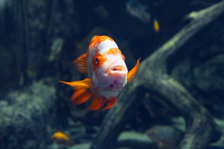 aquarium colorful orange fish in dark deep blue waterの写真素材