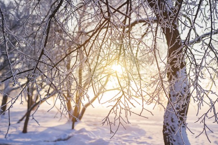 Winter background. Frosty trees branches in golden sunlight at sunset. Hoarfrost on tree and plants. Winter scene. Christmas background. New Year time.の写真素材
