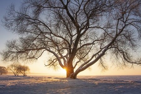 Sunbeams through tree on snowy meadow at sunset. Beautiful winter scene. Yellow sunlight. Snowy trees on icy lake shore covered by snow. Christmas background. Frost at eveningの写真素材