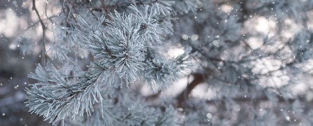 Christmas nature background with pine branches. Winter plants