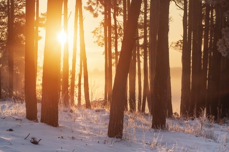 Winter scene in sunlight. Sunrise in winter snowy forest. Idyllic nature in vivid sunshine. Bright sun rise in woodland. wonderful amazing frosty colorful natureの写真素材
