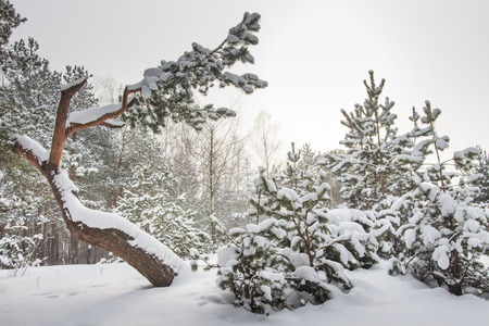 Winter nature. Snowy trees. December. Christmas background. Cloudy weather in winter. Natural winter forest. Snow.の写真素材