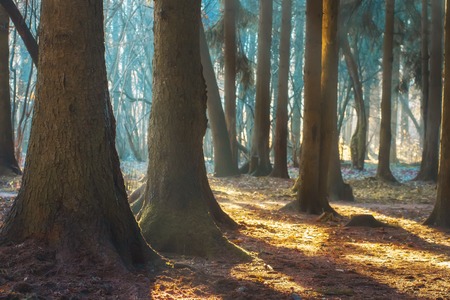 Spring forest park in morning. Woodland nature background. Forest landscapeの写真素材