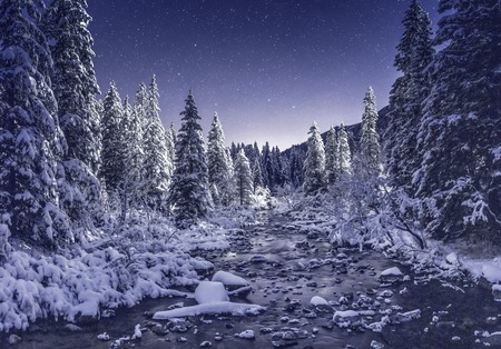 Christmas night. Starry sky over snowy firs. Winter scene. Winter nature landscape. Xmas background.の写真素材