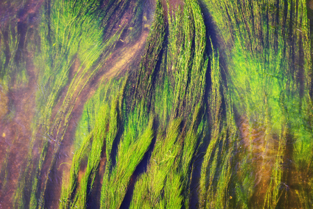Green algae in river. Abstract background water  flora in river