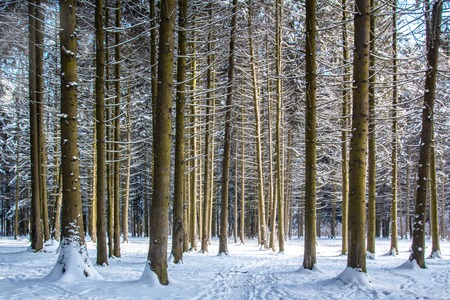 Winter forest. Winter landscapeの写真素材