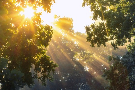 Bright sun rays in misty forest. Spring background. Sunbeams through branches trees