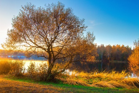 Scenic autumn landscape on river bank. Colorful tree on riverside. Fall natureの写真素材