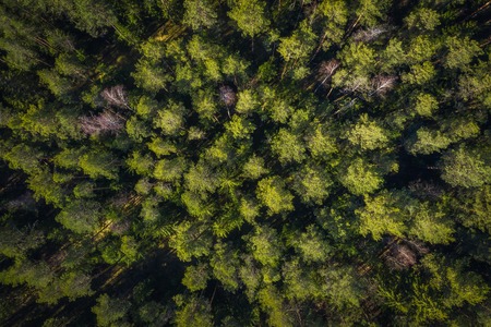Forest drone view. Green trees in summer forest view from above.の写真素材