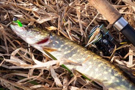 Pike fish and spinning on yellow grass near river shore. fishing trophy. Fisherman caught pikeの写真素材