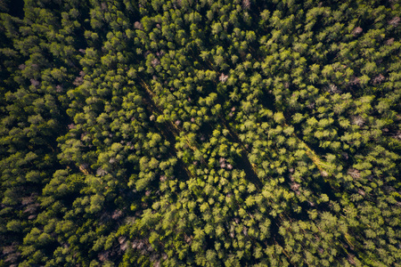 Forest background. Pine trees in green forest view from above. Summer forest aerial viewの写真素材