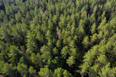 Forest aerial view. Pine trees in forest drone viewの写真素材