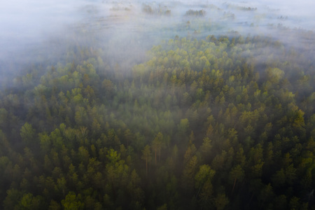 Aerial shot of foggy forest at sunrise. Mist in pine forest landscape from above