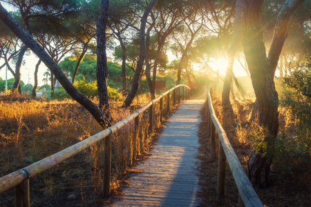 Wooden eco-way (boardwalk) through Spanish forest on a summer evening. The low sun illuminates the...