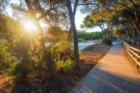 Summer evening in a Spanish forest along road. Sunshine illuminates a calm, shaded path.