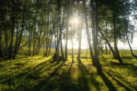 Sunlight streams through green trees on a summer morning in a rural nature landscape. The warm light illuminates the lush green grass of a peaceful field.の写真素材