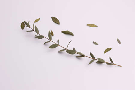 eucalyptus leaves on a white background
