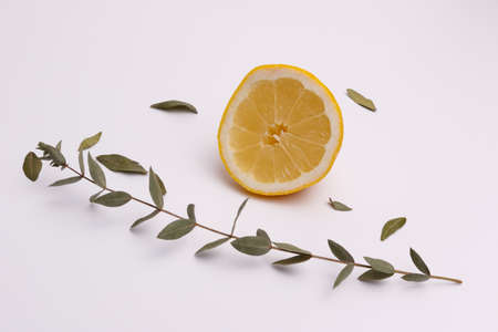 sliced fresh lemon, eucalyptus leaves on a white backgroundの写真素材