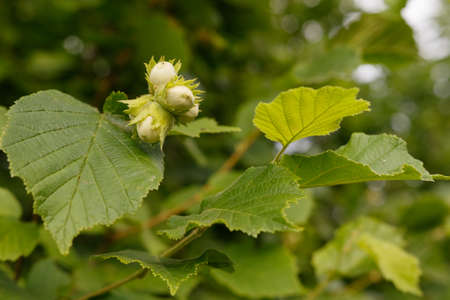 Unripe hazelnuts on the bushの写真素材