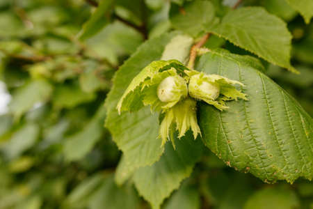 Unripe hazelnuts on the bushの写真素材