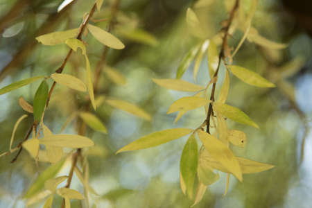 Yellowed leaves on the willow branches. Beautiful bokeh in the background